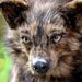Profile Picture of Basil Fox Creations (@BasilCreations) on Pinterest