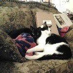 Profile Picture of Sheila (@chaucerandimmy) on Instagram