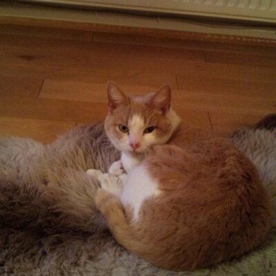 Profile Picture of Alexandra Perham (@Alex_Perham123) on Twitter