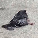 Profile Picture of Colin (@colin_rockwood) on Instagram