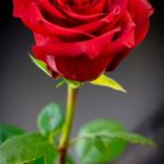 Profile Picture of Elizabeth Boakye (@allen.henderson.77985) on Instagram