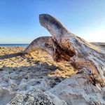 Profile Picture of Ida Melander (@melanderida) on Instagram