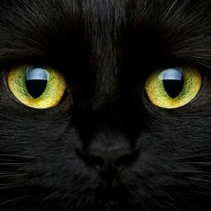 Profile Picture of Robert Ariel Gaona M (@RobertArielGao1) on Twitter