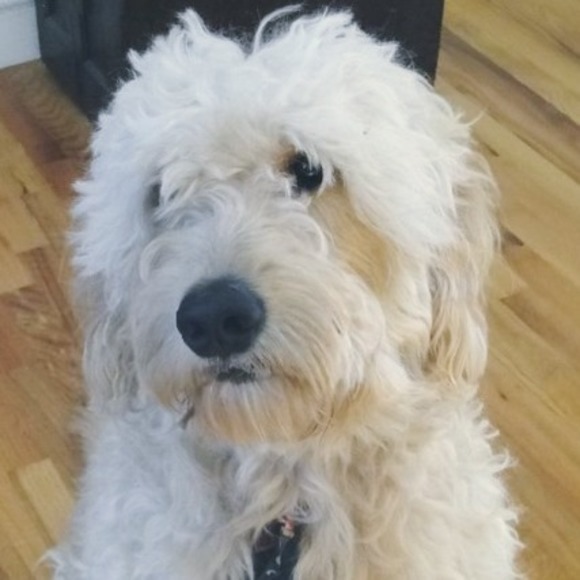 Profile Picture of Robert Caperna (@robcaperna) on Poshmark