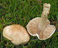 Profile Picture of Hebeloma crustuliniformeon Wikipedia