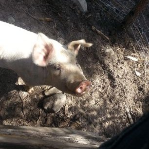 Profile Picture of Jay Alexander Tilley (@GrowEatHeal) on Twitter