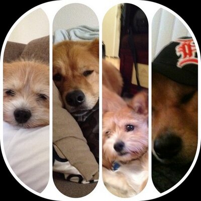Profile Picture of Josh Reiser (@r_is_rPDX) on Twitter