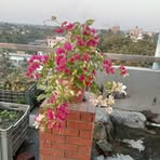 Profile Picture of Lisa Chowdhury (@Lisa-Chowdhury) on Facebook