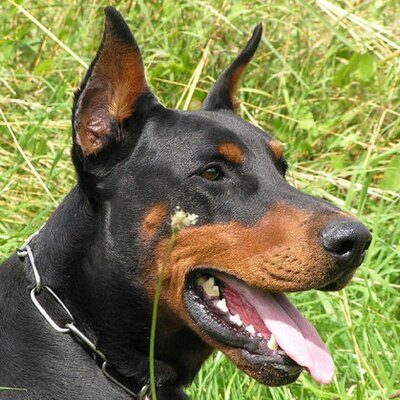 Profile Picture of Daniel Fariñas (@jdafaronr) on Twitter