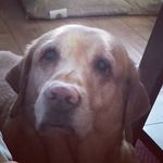 Profile Picture of Jason Brownell (@browns8888) on Instagram