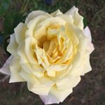 Profile Picture of Martha Wyatt (@crafterlady) on Instagram