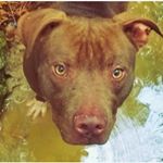 Profile Picture of Brian Scott Bedsole (@farmerbrianbrown) on Instagram