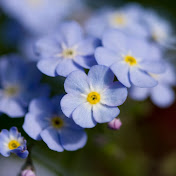 Profile Picture of Ray Collier (@raycollier301) on Youtube