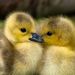 Profile Picture of Lisa Molenkamp (@lisa_molenkamp) on Pinterest