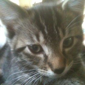 Profile Picture of Debbie OConnor (@wynterwinfield) on Pinterest