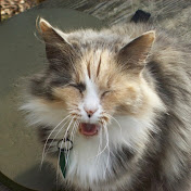 Profile Picture of Robert Caley (@robertcaley6525) on Youtube