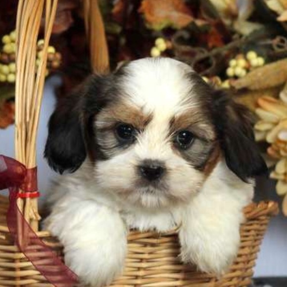 Profile Picture of Pamela Snavely (@disgal64) on Poshmark