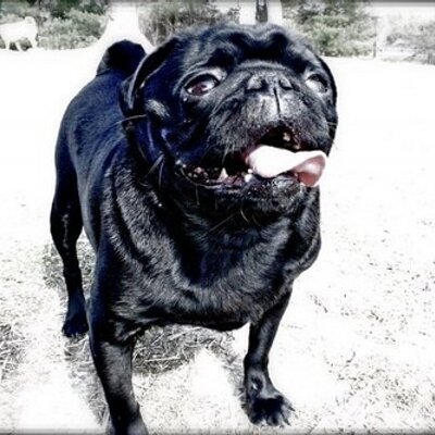 Profile Picture of Jeff Gorski (@Trestle333) on Twitter