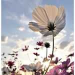 Profile Picture of Paola Pimentel (@paolaaa388) on Instagram