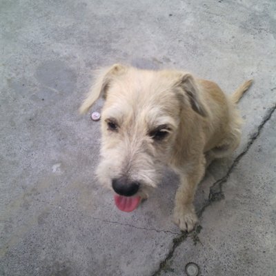 Angel Alfredo Cepeda - Twitter Profile Picture of Angel Alfredo Cepeda (@Angelalfredoce3) on Twitter