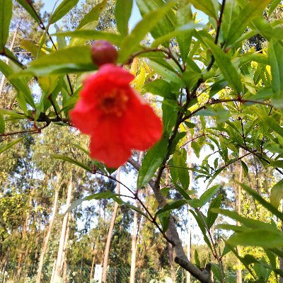 Profile Picture of Rosa L 🌹 (@RosaLeonorC) on Twitter