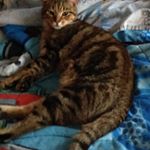 Profile Picture of Tom Haney (@the_haney_animals) on Instagram