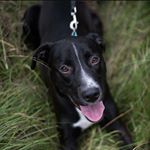 Profile Picture of Pete Hague (@pete.dog16) on Instagram