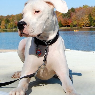 Profile Picture of Gregory McBride (@pirategreg) on Twitter