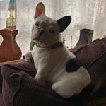 Profile Picture of ℛℴ𝓈ℯ𝓈𝓂𝒶𝓇𝒾ℯ 🌹 (@frenchie_roses) on Instagram