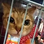 Profile Picture of Winter/瞳妹/冬冬 cat (@ikukichien) on Instagram