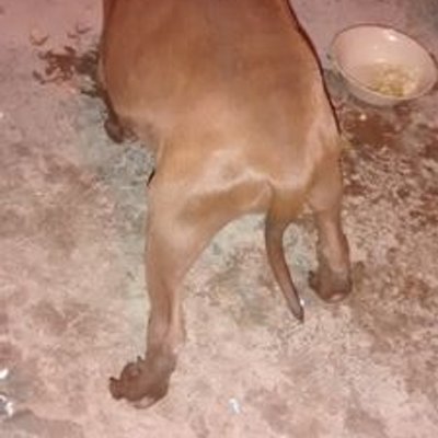 Profile Picture of Adolfo Corral (@AdolfoCorral) on Twitter