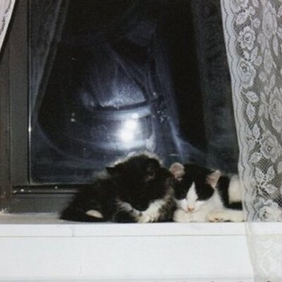 Smitten Gatito - Twitter Profile Picture of Smitten Gatito (@smittengatito) on Twitter