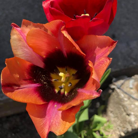 Profile Picture of Pauline Agnew (@pagnew60) on Poshmark