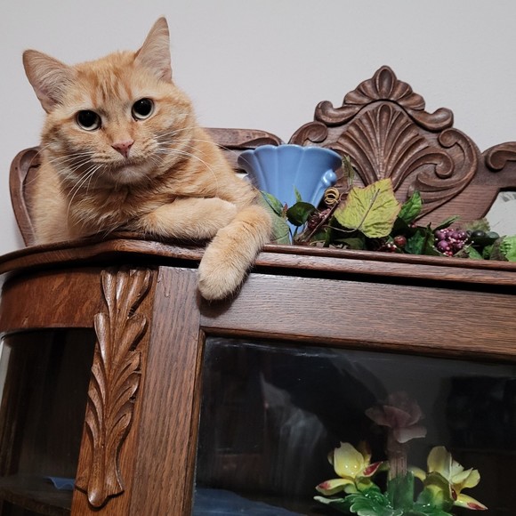 Profile Picture of Carla Faurote (@ckfaur) on Poshmark