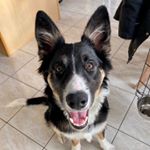 Profile Picture of Archibald Elizabeth (@archie_theborderaussie) on Instagram