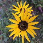 Profile Picture of Lisa Tidwell (@tidwell9457) on Instagram