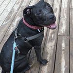 Profile Picture of Neal clayton (@cahaba_the_pitbull) on Instagram