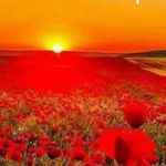 Profile Picture of Matteo Roberto Totaro (@matteomf) on Instagram