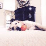 Profile Picture of Ginger Rodriguez (@ginger__the__golden) on Instagram