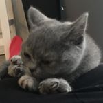 Profile Picture of Freya Holmes (@holmes_freya) on Instagram