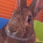 Profile Picture of Brian (@brian_the_rabbit21) on Instagram