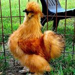 Chris Bubba Hendrix - Instagram Profile Picture of Chris Bubba Hendrix (@hendrixbr549) on Instagram