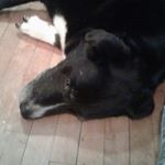 Profile Picture of Rudy_Bell (@rudy_bell5557) on Instagram