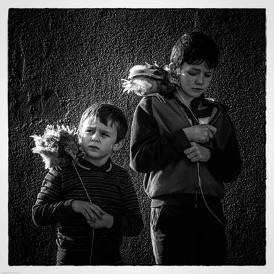 Profile Picture of Boogaloo And Graham (@BoogalooGraham) on Twitter