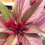 Profile Picture of simonehenry (@simone.henry11) on Instagram