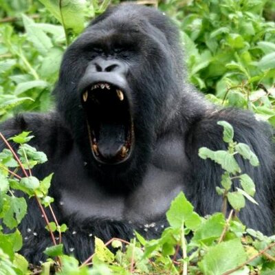 Profile Picture of Jeff Henne (@idahored1980) on Twitter