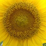 Profile Picture of Beth Chastain-Coates (@priscilla38571) on Instagram