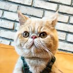 Profile Picture of 志龍 Chih Lung 지용 (@dragon.c_garfield) on Instagram