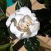 Profile Picture of Stephanie Coutts (@sbcoutts) on Pinterest