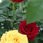 Profile Picture of Leonard Serrano (@leonardserrano1482) on Youtube